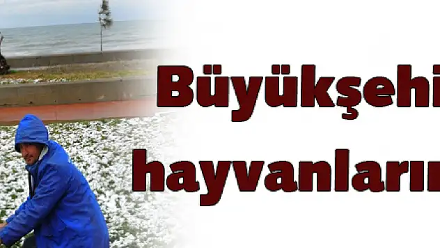 Büyükşehirden sokak hayvanlarına kış şefkati