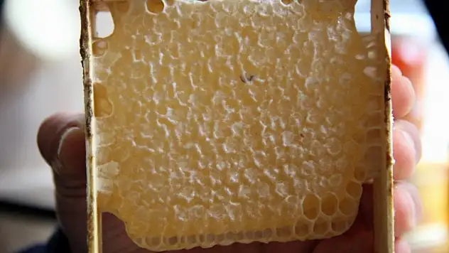 Arıcılar bal hedefine ulaşamadı