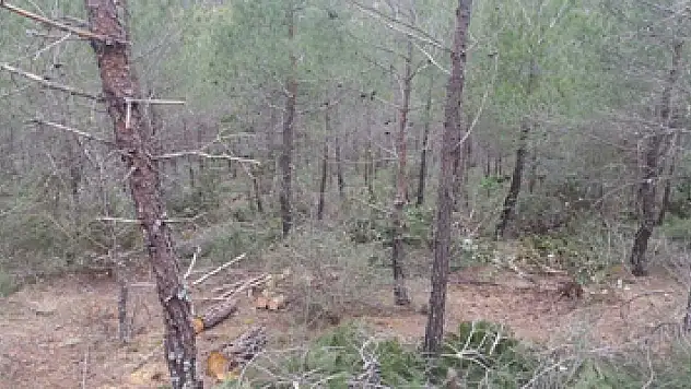 Vezirköprü'de ormanlara sıklık bakım operasyonu