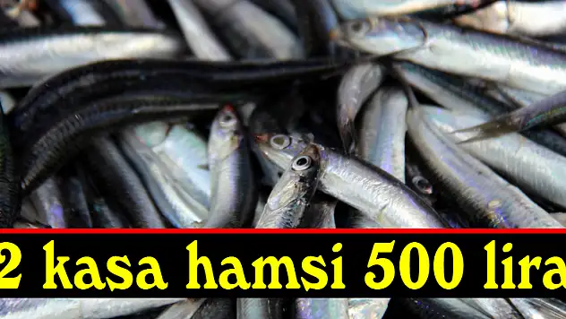 2 kasa hamsi 500 lira