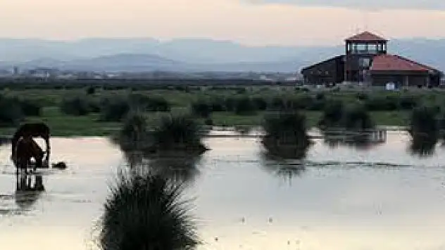 UNESCO sürecinde Kızılırmak Deltası