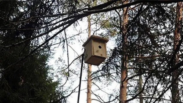 4 ildeki ormanlara bin 225 kuş yuvası