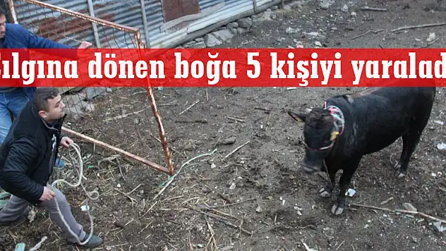 Çılgına dönen boğa 5 kişiyi yaraladı