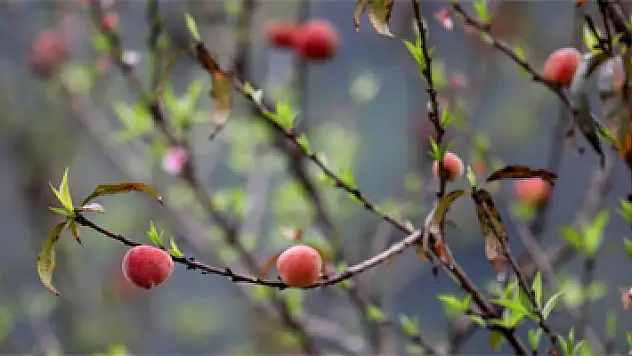 İlk cemre havaya düşüyor! Cemre nedir?