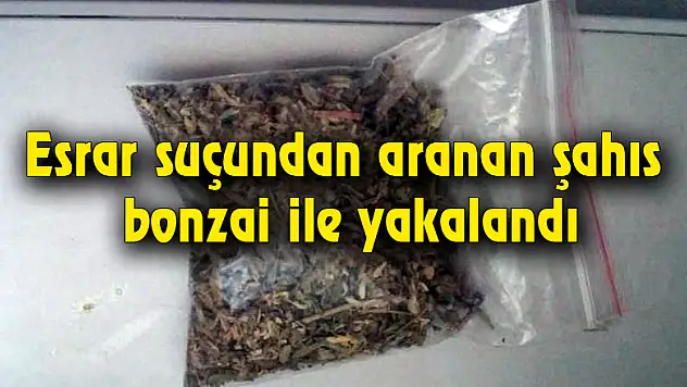 Esrar suçundan aranan şahıs bonzai ile yakalandı