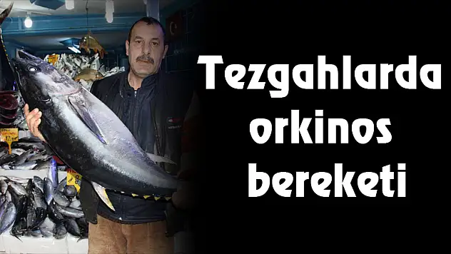 Tezgahlarda orkinos bereketi