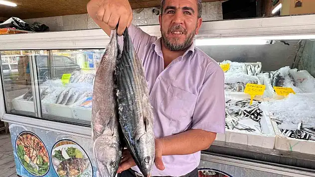 54 ülkeye balık ihracatı