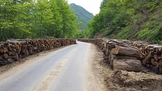Orman ürünlerinden milli ekonomiye büyük katkı
