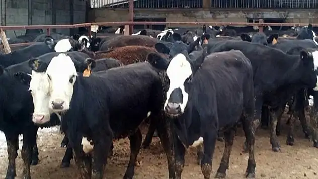 Yerli sığır fiyatı yıllık bazda yüzde 26,3 arttı