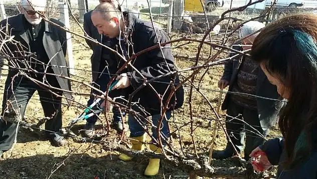 Bağlarda kış budaması eğitimi tamamlandı