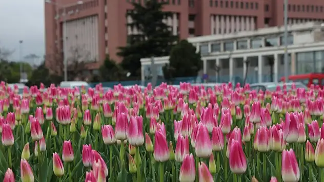 Laleler Samsun'da bir başka açıyor