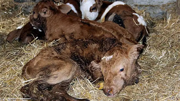 Samsun'da inek dördüz doğurdu