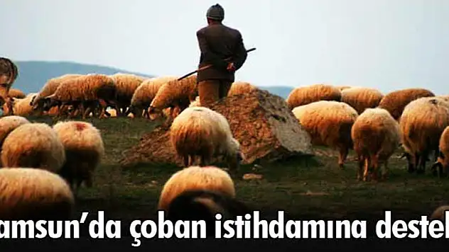 Samsun'da çoban istihdamına destek 