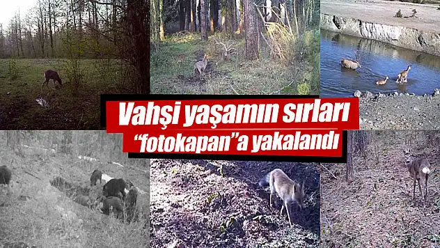 Vahşi yaşamın sırları 'fotokapan'a yakalandı