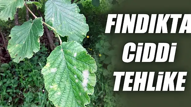 Samsun'da fındıkta yaygın küllenme belirtisine rastlandı