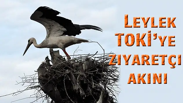  Leylek TOKİ'ye ziyaretçi akını