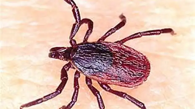 OMÜ'de KKKA'dan bir kişi hayatını kaybetti