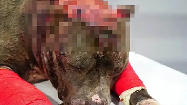 Hayvan hakları ihlali cezasız kalmadı