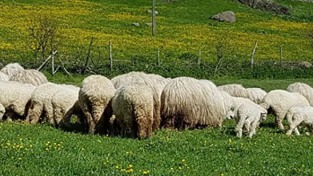 Koyunlar yaylalara ulaştı