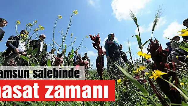 Samsun salebinde hasat zamanı