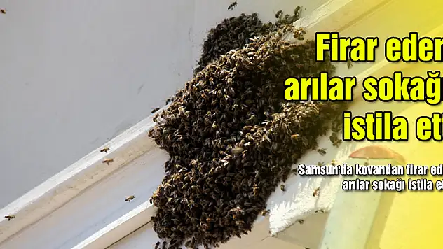 Firar eden arılar sokağı istila etti