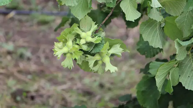 Fındıkta büyük umut