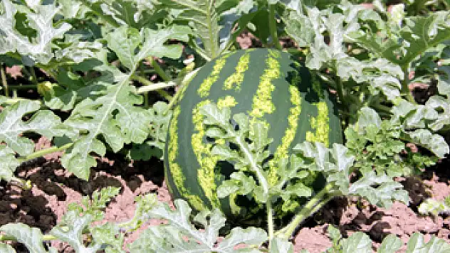 'Baldan tatlı' karpuz geliyor