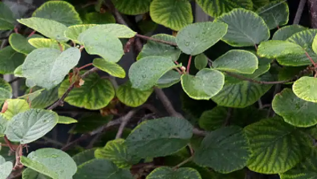 'Dengeli yağışlar tarım için önemli'