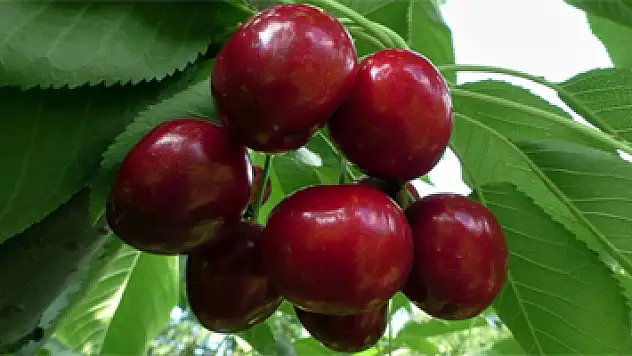 Kiraz borsası Türkiye'de bu köyde kuruluyor