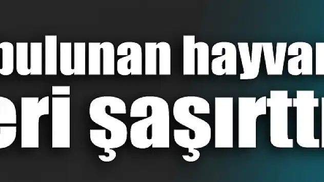 Mezarlıkta bulunan bu hayvan görenleri şaşırttı