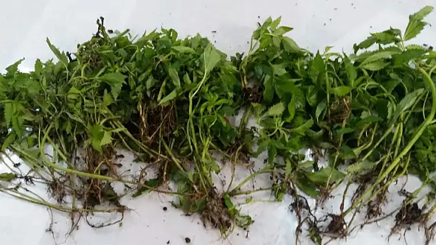 Jandarma dan esrar operasyonu