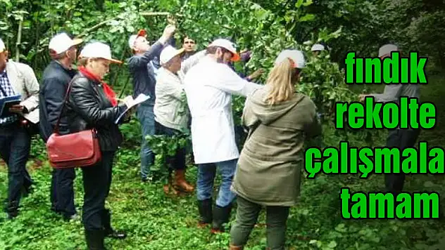 Samsun'da fındık rekolte çalışmaları tamam