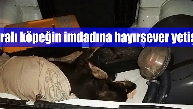 Yaralı köpeğin imdadına hayırsever yetişti