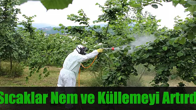 Sıcaklar ve nem, fındıkta küllemeyi arttırdı