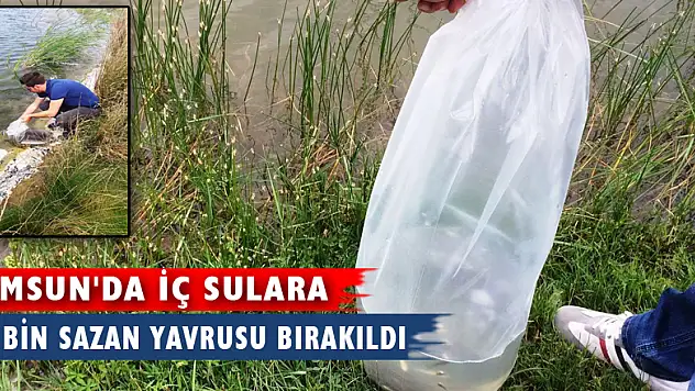 Samsun'da iç sulara 60 bin sazan yavrusu bırakıldı
