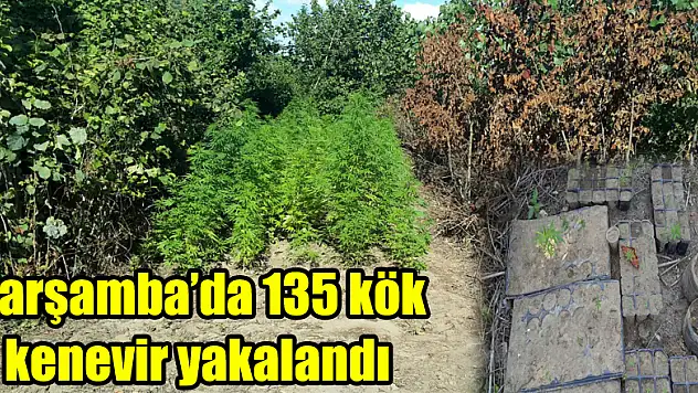 Çarşamba'da 135 kök kenevir yakalandı