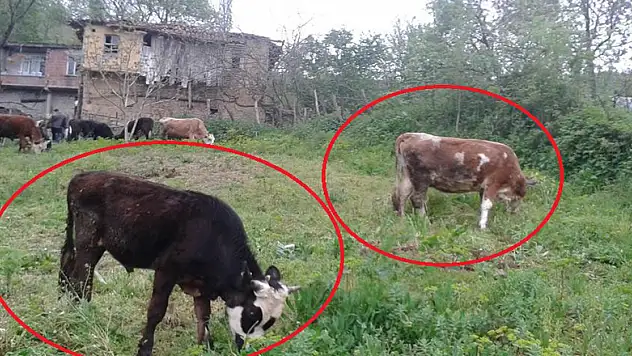 Samsun'da 3 büyükbaş hayvan çalındı