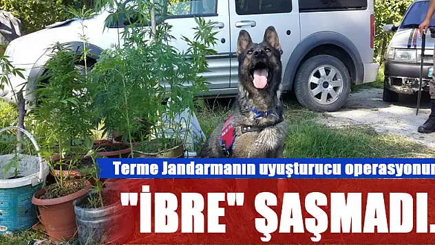 Terme Jandarmanın uyuşturucu operasyonunda  'İBRE' ŞAŞMADI...
