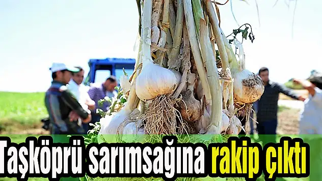 Taşköprü sarımsağına rakip çıktı