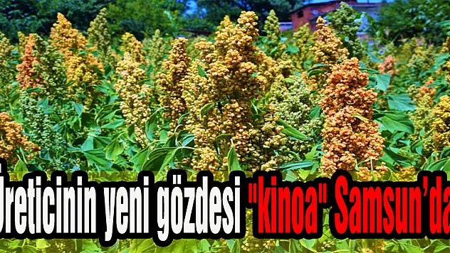 Üreticinin yeni gözdesi 'kinoa' Samsun'da