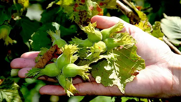 Fındık rekoltesine külleme darbesi