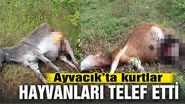 Ayvacık'ta kurtlar hayvanları telef etti