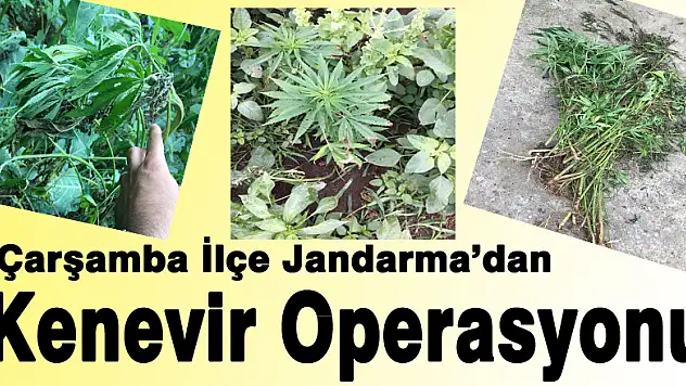 Jandarma'dan kenevir operasyonu