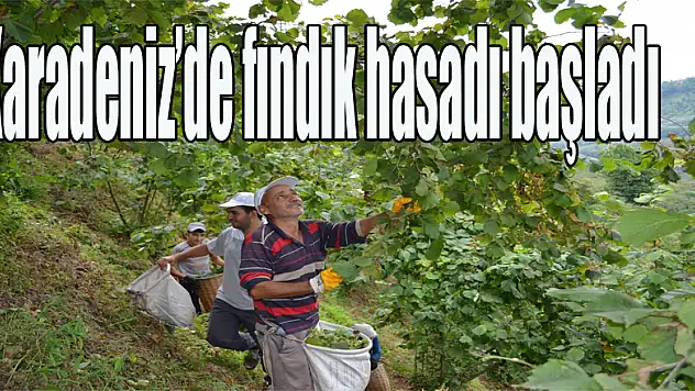 Karadeniz'de fındık hasadı başladı