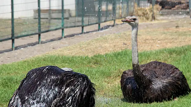  Sıcaktan bunalan yaban hayvanlarına fıskiyeli serinletme