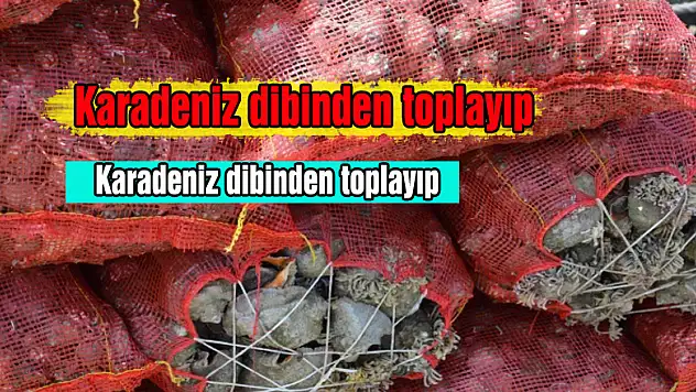 Karadeniz dibinden toplayıp Uzakdoğu'ya satıyorlar
