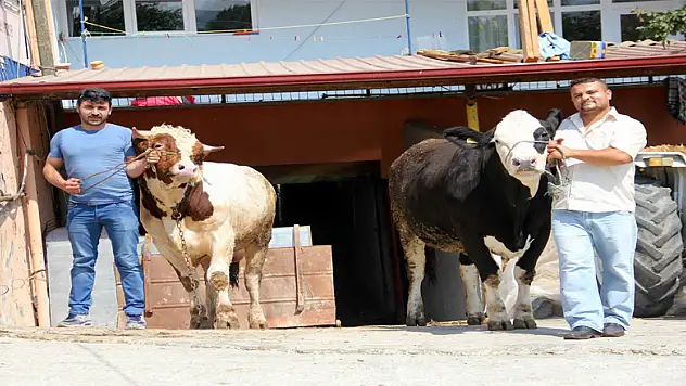 Otomobil fiyatına kurbanlık boğa