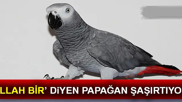 Kelime-i Tevhid söyleyen papağan 'Allah bir' diyor