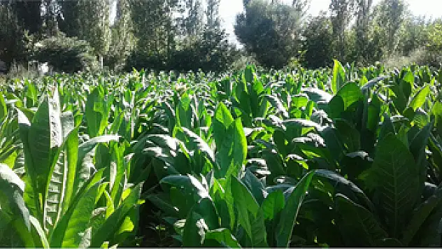 Tütün kırma başladı, hastaneler boşaldı