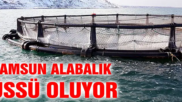 Samsun Alabalık Üssü Oluyor